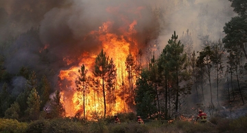 Правила нахождения в лесу и ответственность за нарушение правил пожарной безопасности